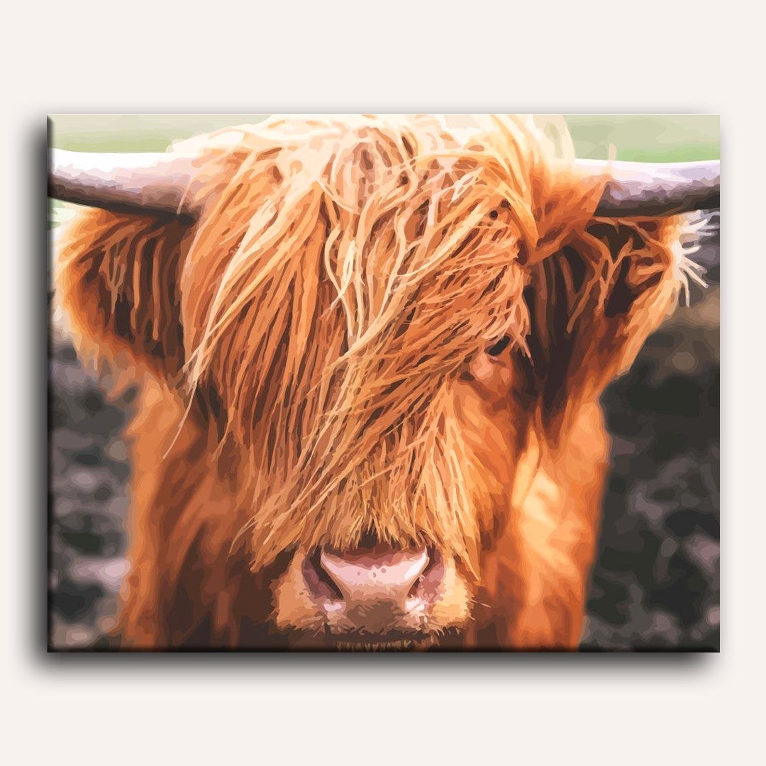 Scottish Highland Cattle | Paint by numbers